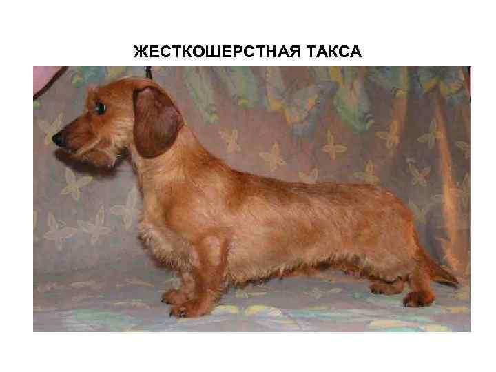 ЖЕСТКОШЕРСТНАЯ ТАКСА 