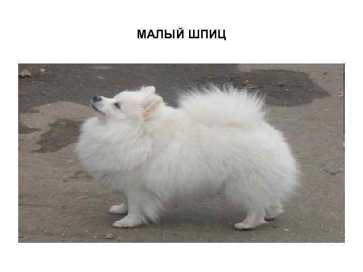 МАЛЫЙ ШПИЦ 