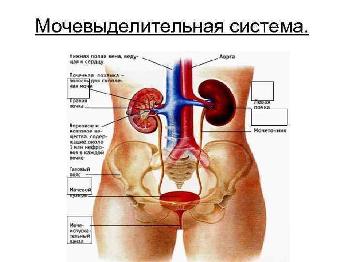 Мочевыделительная система. 