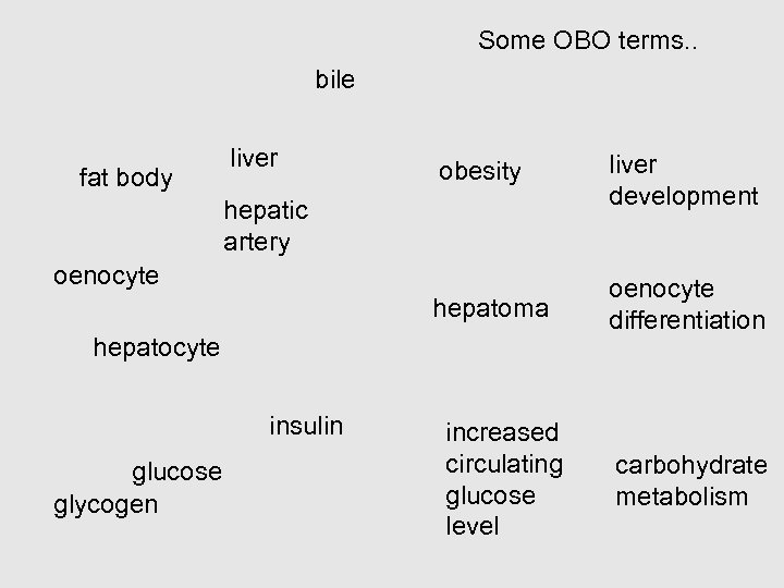Some OBO terms. . bile liver obesity liver development hepatoma fat body oenocyte differentiation