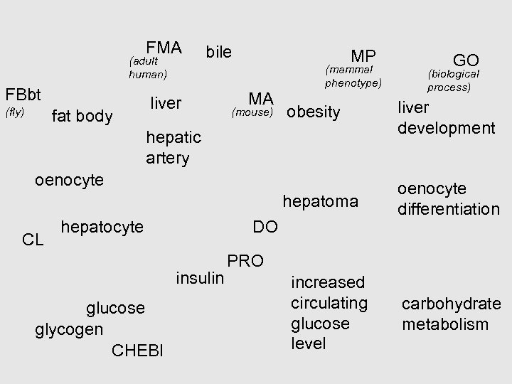 FMA (adult human) FBbt bile liver MP MA (mammal phenotype) GO (biological process) fat