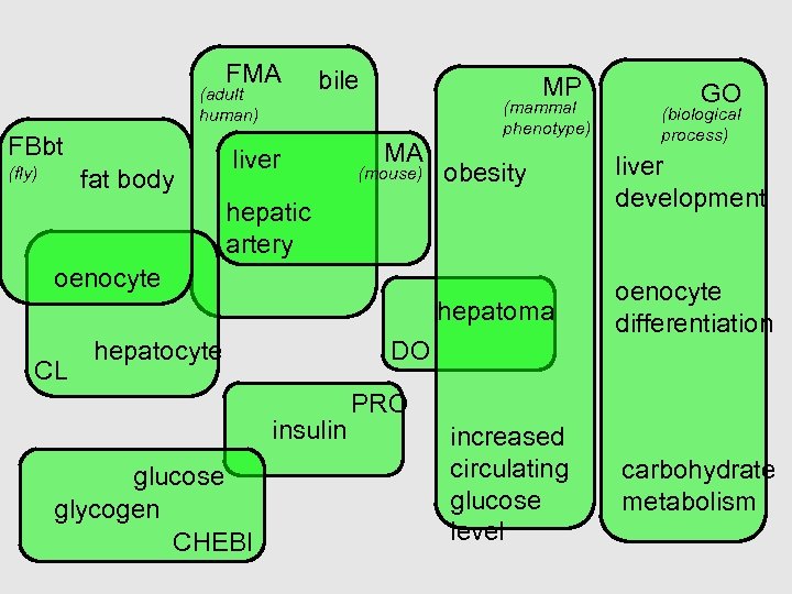 FMA (adult human) FBbt bile liver MP MA (mammal phenotype) GO (biological process) fat