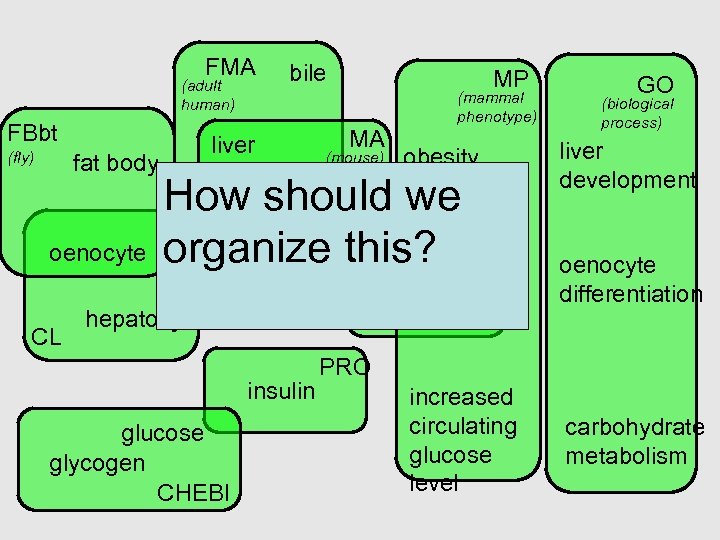 FMA (adult human) FBbt bile liver MP MA (mammal phenotype) GO (biological process) fat