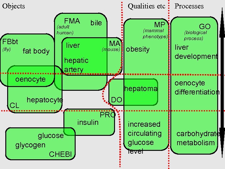 Objects Qualities etc FMA (adult human) FBbt bile liver MP MA (mammal phenotype) Processes