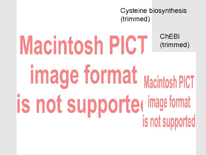 Cysteine biosynthesis (trimmed) Ch. EBI (trimmed) 