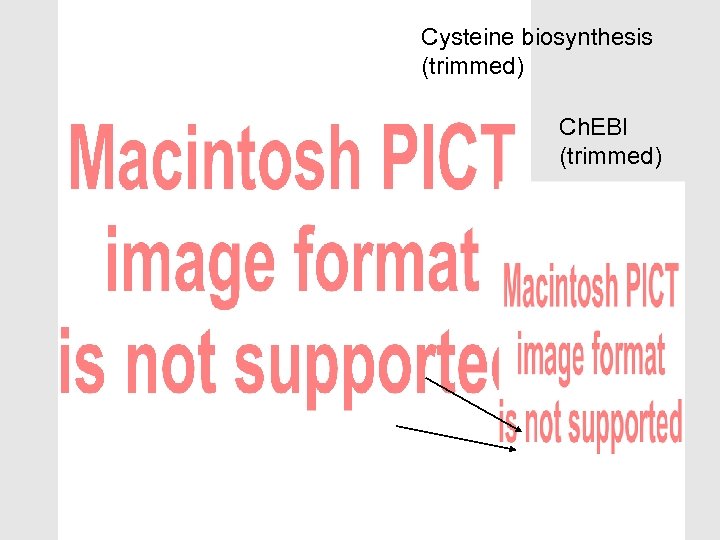 Cysteine biosynthesis (trimmed) Ch. EBI (trimmed) 