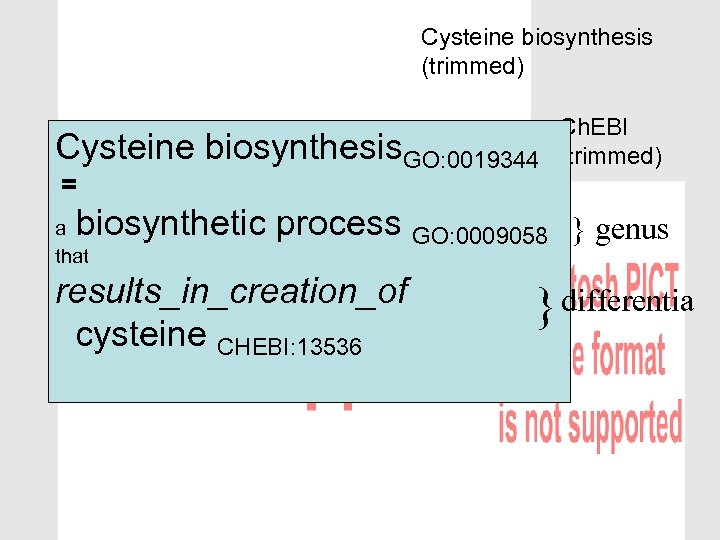 Cysteine biosynthesis (trimmed) Cysteine = Ch. EBI biosynthesis. GO: 0019344 (trimmed) biosynthetic process GO: