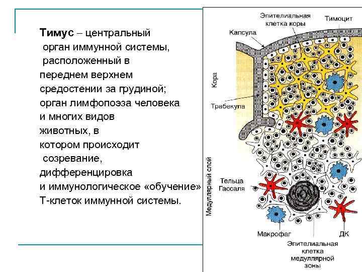 Тимус центральный орган иммунной системы, расположенный в переднем верхнем средостении за грудиной; орган лимфопоэза