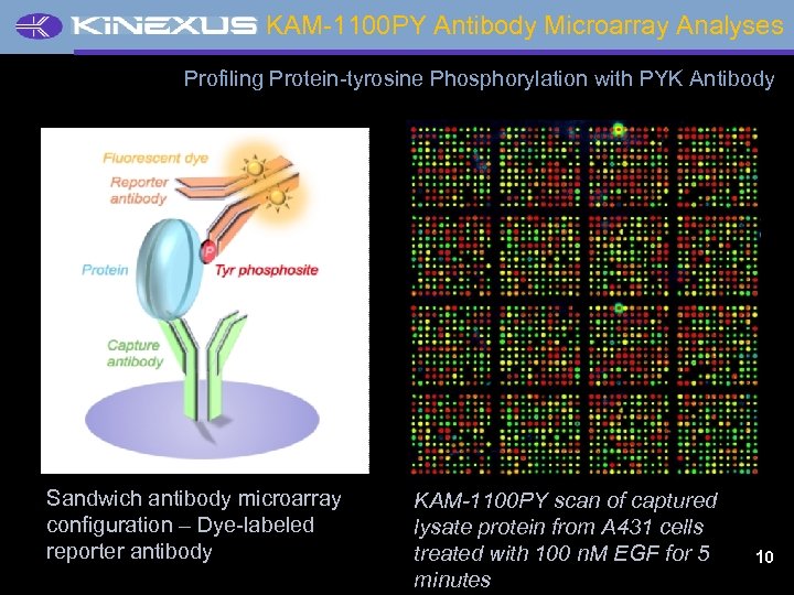 KAM-1100 PY Antibody Microarray Analyses Profiling Protein-tyrosine Phosphorylation with PYK Antibody Sandwich antibody microarray