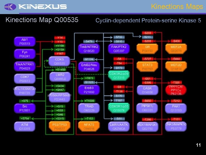 Kinections Maps Kinections Map Q 00535 Cyclin-dependent Protein-serine Kinase 5 11 