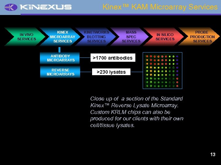Kinex™ KAM Microarray Services IN VIVO SERVICES KINEX MICROARRAY SERVICES ANTIBODY MICROARRAYS REVERSE MICROARRAYS