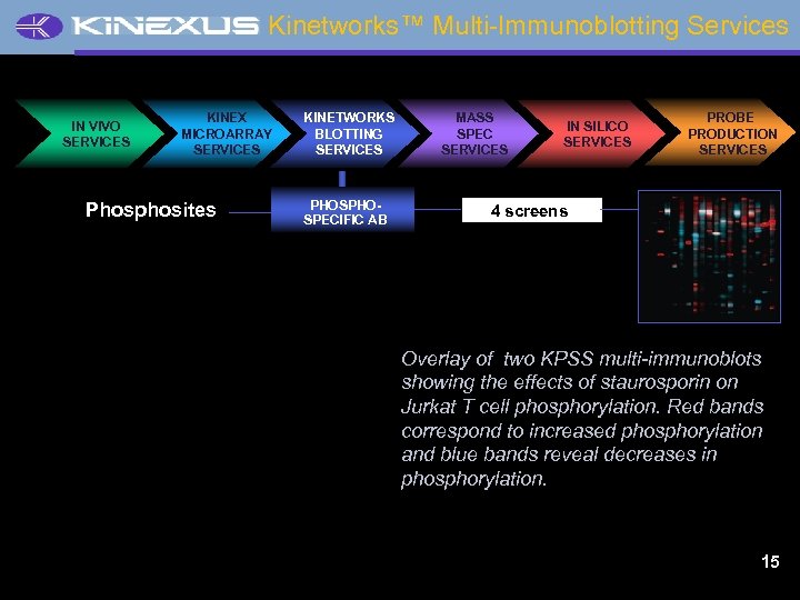 Kinetworks™ Multi-Immunoblotting Services IN VIVO SERVICES KINEX MICROARRAY SERVICES Phosphosites KINETWORKS BLOTTING SERVICES PHOSPECIFIC