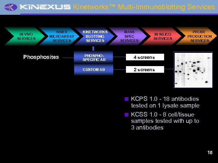 Kinetworks™ Multi-Immunoblotting Services IN VIVO SERVICES KINEX MICROARRAY SERVICES Phosphosites KINETWORKS BLOTTING SERVICES MASS