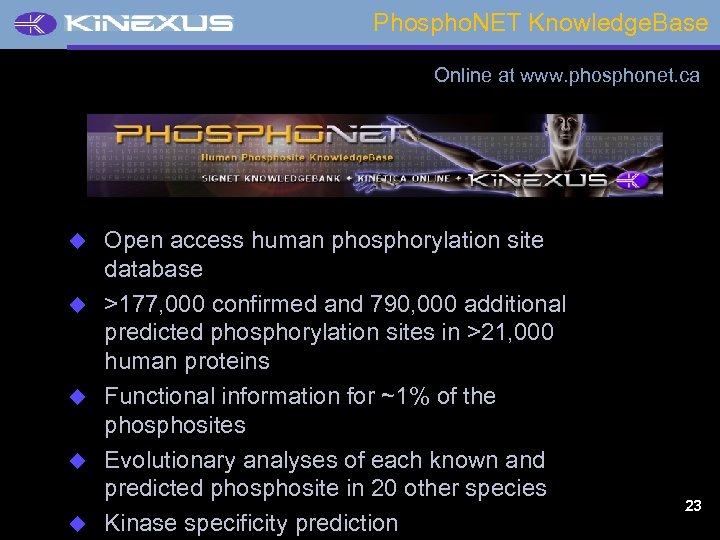 Phospho. NET Knowledge. Base Online at www. phosphonet. ca u u u Open access
