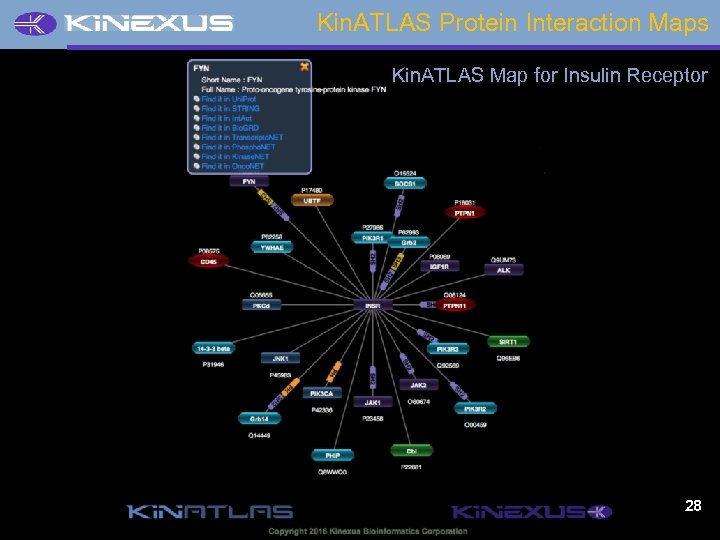 Kin. ATLAS Protein Interaction Maps Kin. ATLAS Map for Insulin Receptor 28 