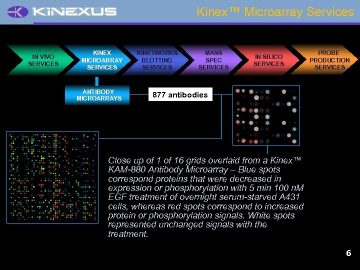 Kinex™ Microarray Services IN VIVO SERVICES KINEX MICROARRAY SERVICES ANTIBODY MICROARRAYS KINETWORKS BLOTTING SERVICES