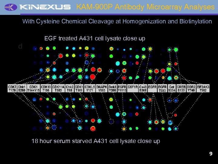 KAM-900 P Antibody Microarray Analyses With Cysteine Chemical Cleavage at Homogenization and Biotinylation EGF