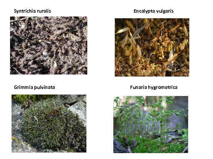 Syntrichia ruralis Grimmia pulvinata Encalypta vulgaris Funaria hygrometrica 