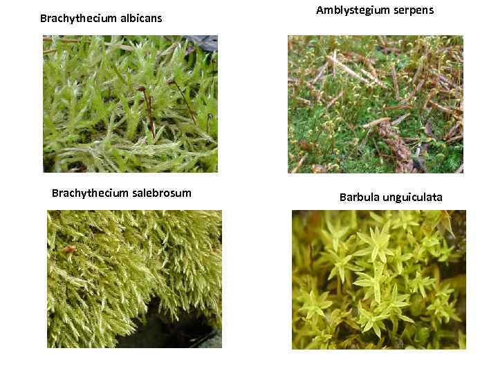 Brachythecium albicans Brachythecium salebrosum Amblystegium serpens Barbula unguiculata 