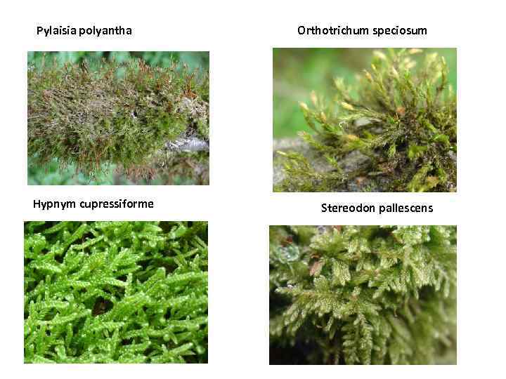 Pylaisia polyantha Hypnym cupressiforme Orthotrichum speciosum Stereodon pallescens 