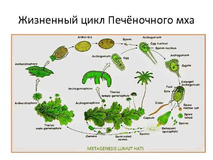 Жизненный цикл Печёночного мха 