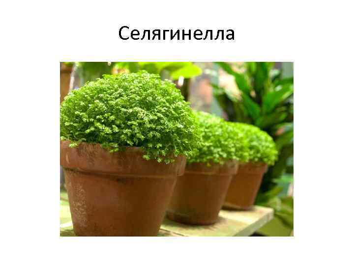 Селягинелла 