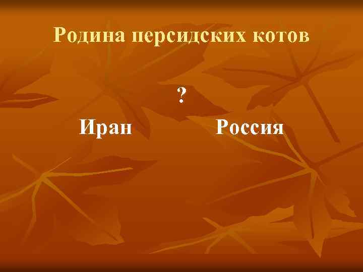 Родина персидских котов ? Иран Россия 