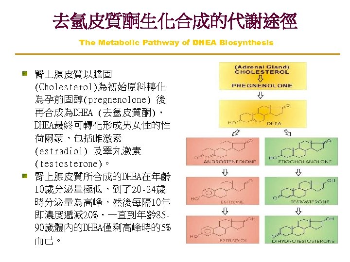 去氫皮質酮生化合成的代謝途徑 The Metabolic Pathway of DHEA Biosynthesis 腎上腺皮質以膽固 (Cholesterol)為初始原料轉化 為孕前固醇(pregnenolone) 後 再合成為DHEA (去氫皮質酮)， DHEA最終可轉化形成男女性的性