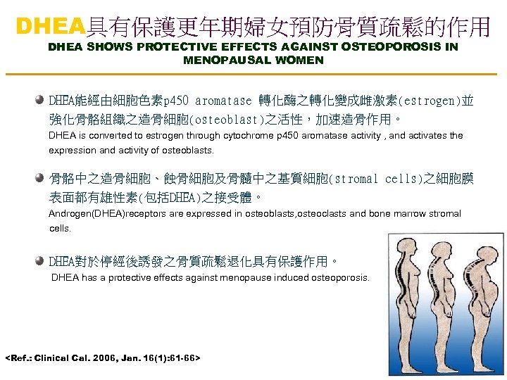 DHEA具有保護更年期婦女預防骨質疏鬆的作用 DHEA SHOWS PROTECTIVE EFFECTS AGAINST OSTEOPOROSIS IN MENOPAUSAL WOMEN DHEA能經由細胞色素p 450 aromatase 轉化酶之轉化變成雌激素(estrogen)並