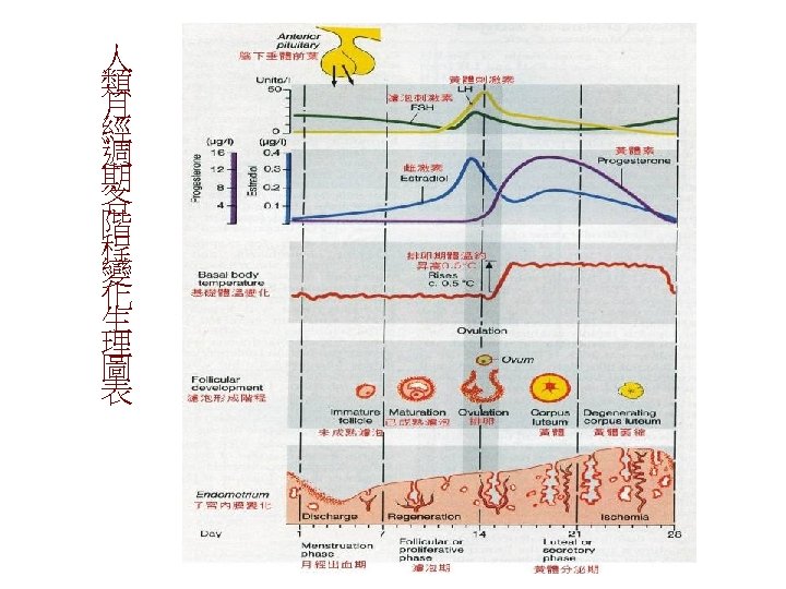 人 類 月 經 週 期 各 階 程 變 化 生 理 圖