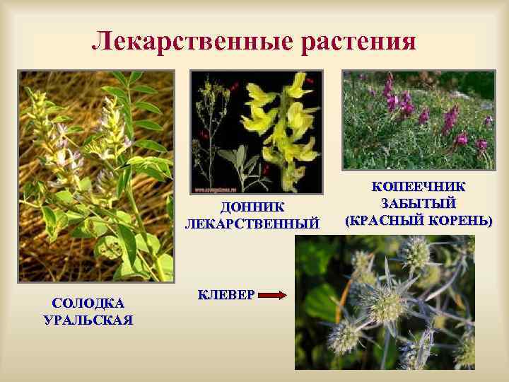 Дикие бобовые растения фото и названия