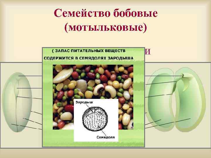 Презентация по биологии 6 класс семейство мотыльковые бобовые