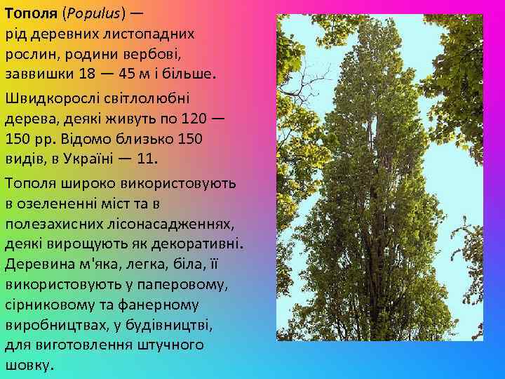 Тополя (Populus) — рід деревних листопадних рослин, родини вербові, заввишки 18 — 45 м