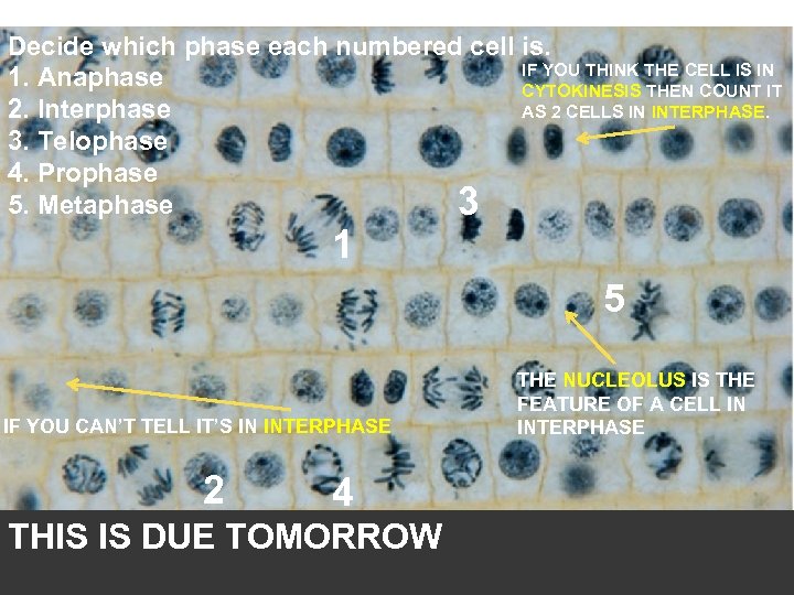 Decide which phase each numbered cell is. IF YOU THINK THE CELL IS IN