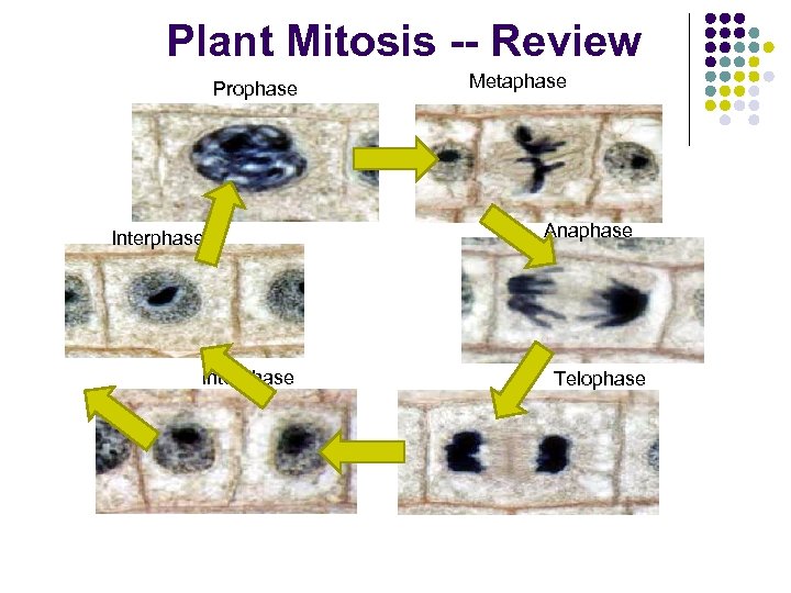 Plant Mitosis -- Review Prophase Interphase Metaphase Anaphase Telophase 