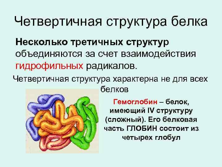 Четвертичная структура белка Несколько третичных структур объединяются за счет взаимодействия гидрофильных радикалов. Четвертичная структура