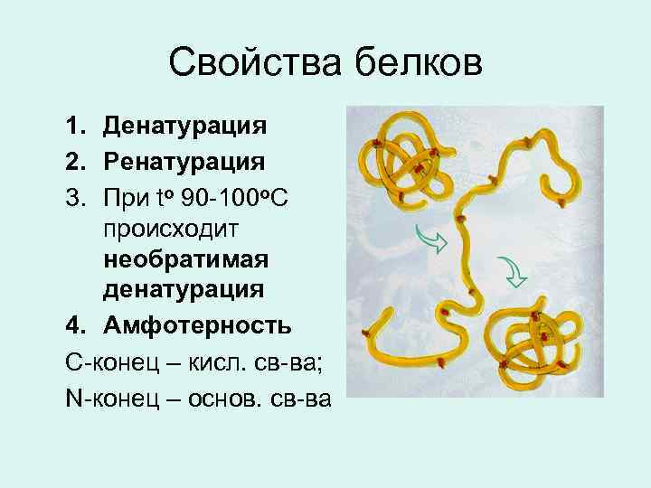 Свойства белков 1. Денатурация 2. Ренатурация 3. При to 90 -100 o. C происходит