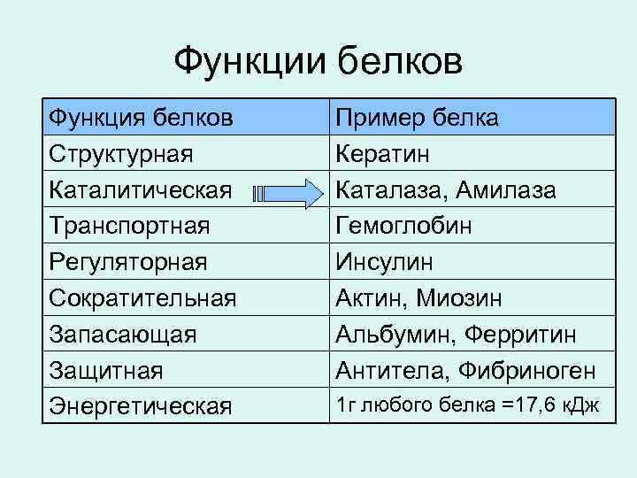 Функции белков Функция белков Структурная Каталитическая Транспортная Регуляторная Сократительная Запасающая Защитная Энергетическая Пример белка