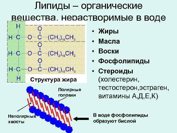 Липиды – органические вещества, нерастворимые в воде • • • Структура жира Полярные головки