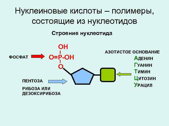 Нуклеиновые кислоты – полимеры, состоящие из нуклеотидов Строение нуклеотида ОН ФОСФАТ I О=Р-ОН I