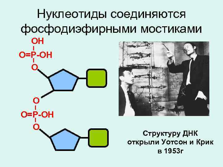 Нуклеотиды соединяются фосфодиэфирными мостиками ОН I О=Р-ОН I О О I О=Р-ОН I О