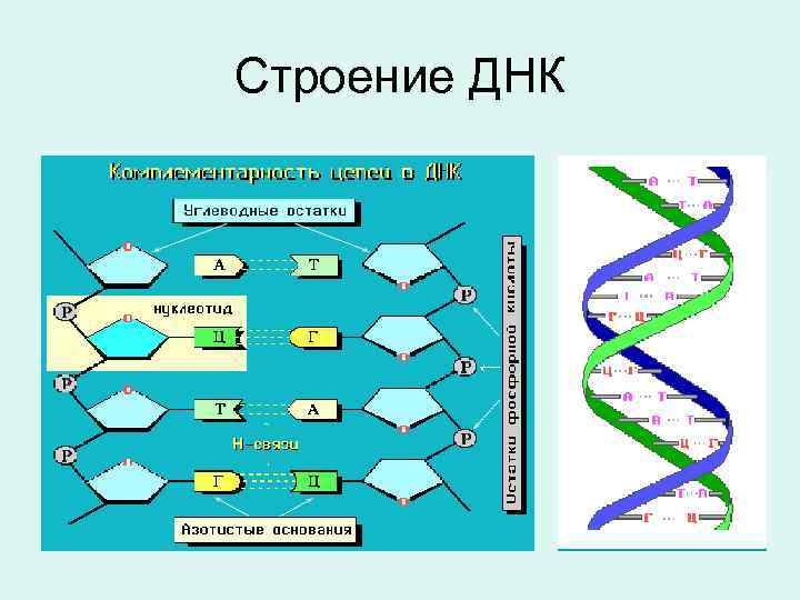 Строение ДНК 