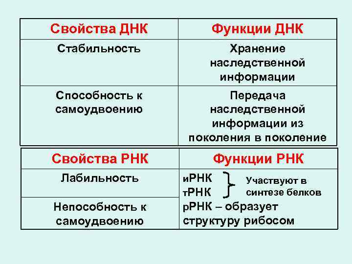 Свойства ДНК Функции ДНК Стабильность Хранение наследственной информации Способность к самоудвоению Передача наследственной информации