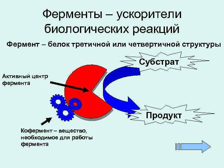 Ферменты – ускорители биологических реакций Фермент – белок третичной или четвертичной структуры Субстрат Активный