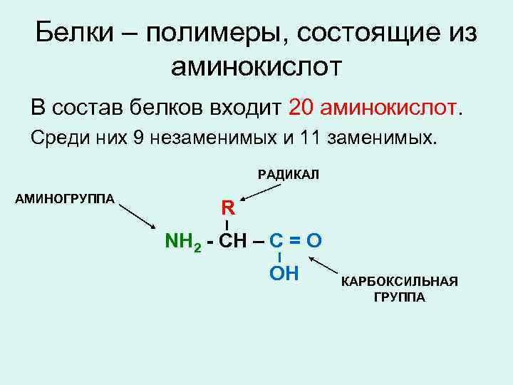 Белки – полимеры, состоящие из аминокислот В состав белков входит 20 аминокислот. Среди них