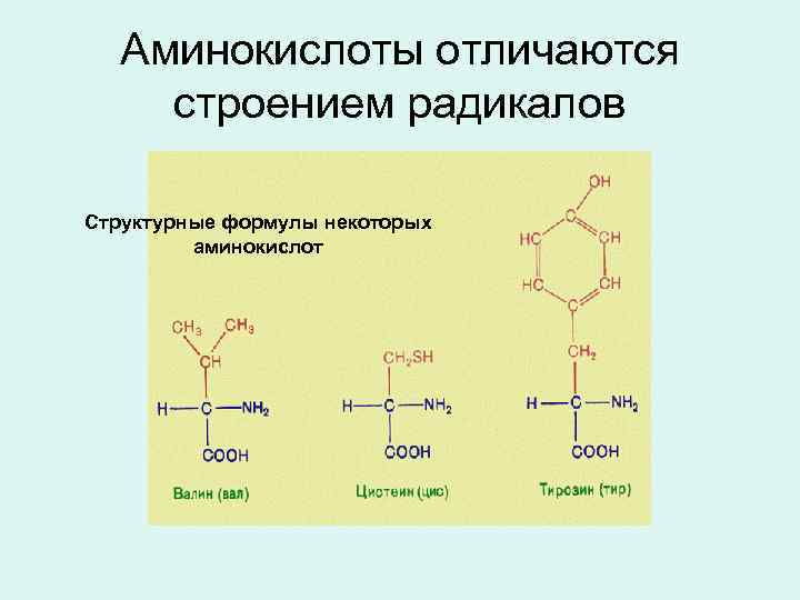 Аминокислоты отличаются строением радикалов Структурные формулы некоторых аминокислот 