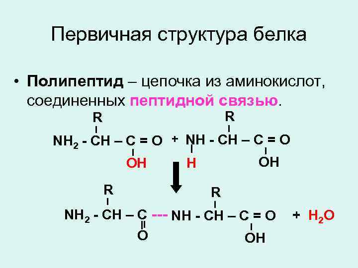 Первичная структура белка • Полипептид – цепочка из аминокислот, соединенных пептидной связью. R R