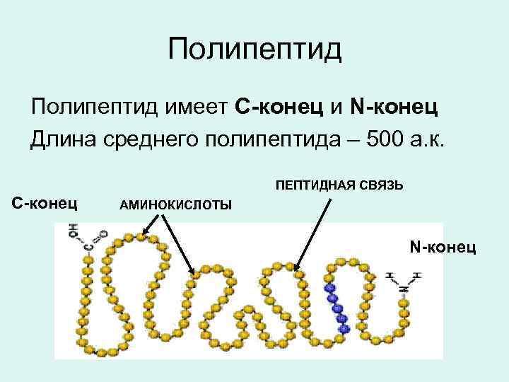 Полипептид имеет С-конец и N-конец Длина среднего полипептида – 500 а. к. ПЕПТИДНАЯ СВЯЗЬ