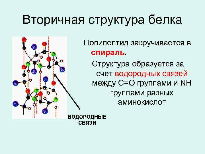 Вторичная структура белка Полипептид закручивается в спираль. Структура образуется за счет водородных связей между