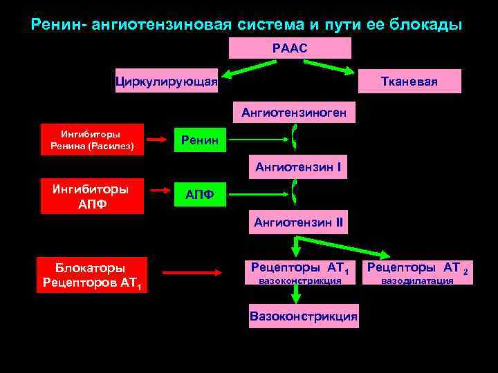 Схема ренин ангиотензиновой системы